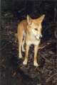 thm_dingo1.jpg
