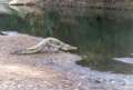 thm_freshy-croc.jpg
