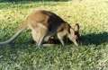 thm_kangaroo2.jpg