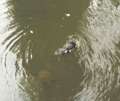 thm_platypus.jpg