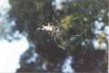 thm_spider.jpg